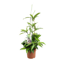 Kamerplant - Dracaena Surculosa - Pot Ø 17cm Hoogte ↕ 55cm
