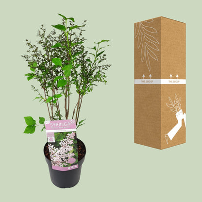Buitenplant - Syringa patula 'Violet Uprising' - Bloeiend - Pot Ø 19cm Hoogte ↕ 35cm