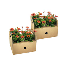 Buitenplant 8x Osteospermum ecklonis Orange - Bloeiend - Pot Ø 12cm Hoogte ↕ 20cm