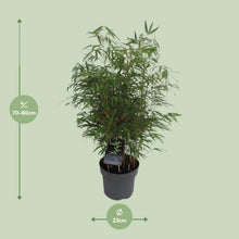 Buitenplant - Fargesia Rufa - Winterhard - Pot Ø 23cm Hoogte ↕ 95cm