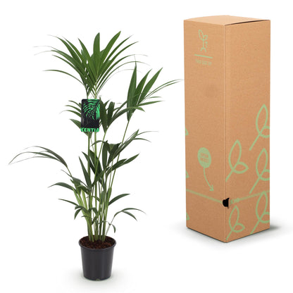 Green boutiQ - Kamerplant - Howea Forsteriana - Kentia Palm - Weinig Onderhoud - Groen - 2 planten - Pot 21cm - Hoogte 120-130cm