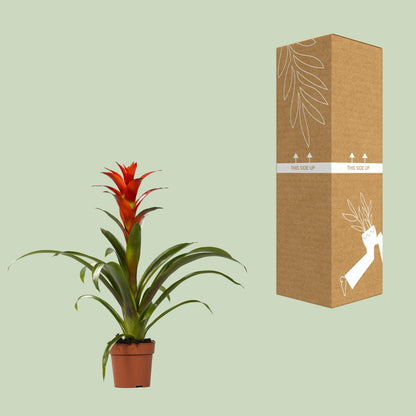 Kamerplant - Guzmania Ostara - Pot Ø 12cm Hoogte ↕ 45cm