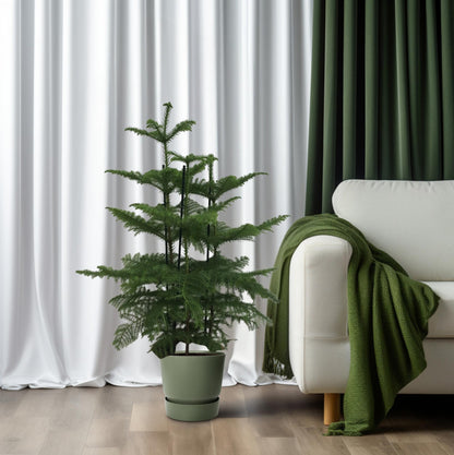 XL plant Araucaria - 2 takken - Pot Ø 27cm Hoogte ↕ 110cm