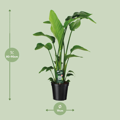 Kamerplant - Strelitzia Nicolai - Pot Ø 19cm Hoogte ↕ 90cm