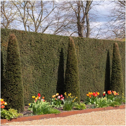 Buitenplant 6x Taxus baccata - Winterhard - Haagplant 1 meter