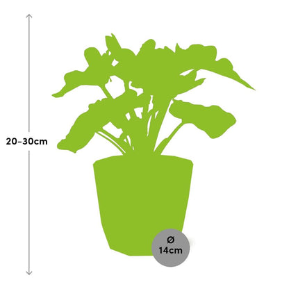 Kamerplant - Philodendron Atom - Inclusief sierpot - Pot Ø 14cm