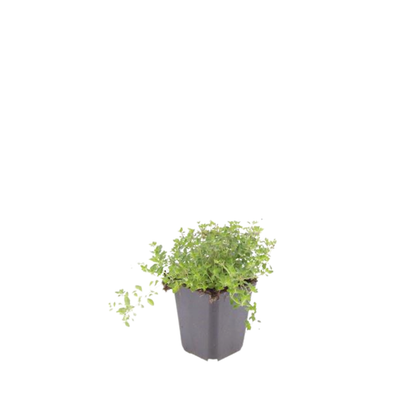 Buitenplant 60x Thymus serpyllum - Pot Ø 9cm Hoogte ↕ 10-25cm