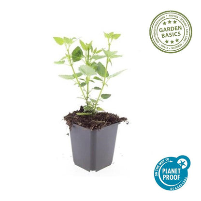 Buitenplant 6x Agastache 'Blue Fortune' - Bloeiend - Pot Ø 9cm Hoogte ↕ 10-25cm