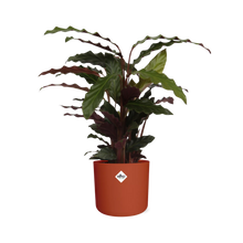 Kamerplant - Calathea Rufibarba 'Tropistar' - Pot Ø 14cm