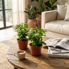 Kamerplant 2x Coffea Arabica Koffieplant - Pot Ø 12cm Hoogte ↕ 25cm