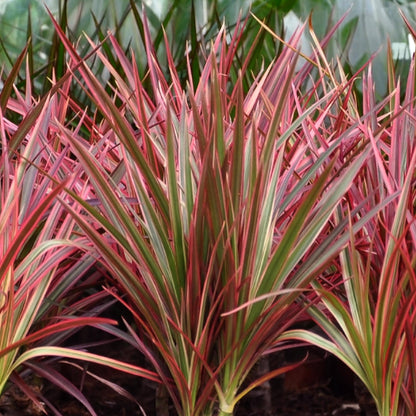 Kamerplant - Dracaena Magenta - Drakenbloedboom - Pot Ø 21cm Hoogte ↕ 90-100cm