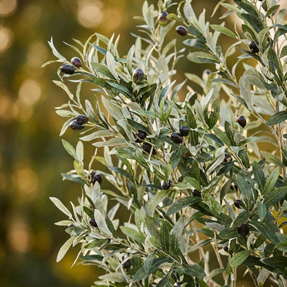 Kunstplant - Olea europaea Olijfboom - Hoogte ↕ 180cm