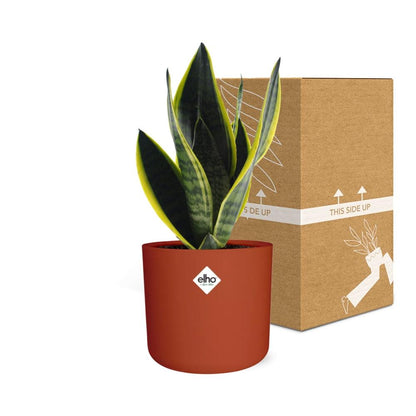Kamerplant - Sansevieria Futura Superba - Pot Ø 14cm