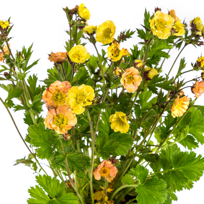 Buitenplant - Geum Rivale Yellow - Bloeiend - Pot Ø 19cm Hoogte ↕ 50-70cm
