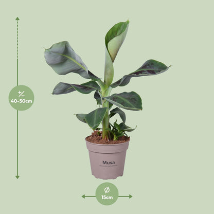 Kamerplant - Musa Oriental Dwarf - Pot Ø 15cm Hoogte ↕ 45cm