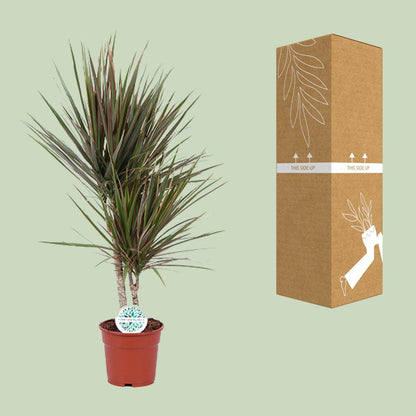 Kamerplant - Dracaena Bicolor - Pot Ø 17cm Hoogte ↕ 75cm