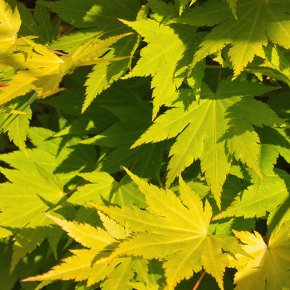 Buitenplant 2x Acer palmatum 'Jordan' - Japanse Esdoorn Geel - Pot Ø 19cm Hoogte ↕ 70cm