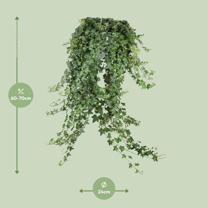 Kamerplant - Hedera Helix Pitsburg - Hangplant XXL - Pot Ø 24cm