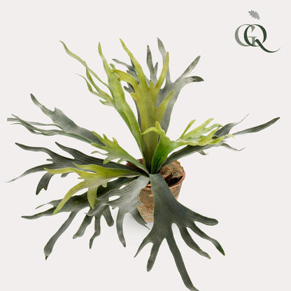 Kunstplant - Staghorn Fern Hertshoornvaren - Hoogte ↕ 50cm