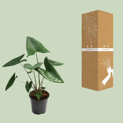 Kamerplant - Alocasia Zebrina - Pot Ø 21cm Hoogte ↕ 80cm