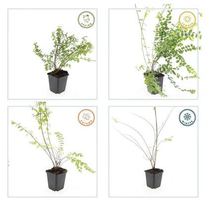 Buitenplant 48x Symphoricarpos ch. 'Hancock' - Pot Ø 9cm Hoogte ↕ 10-25cm