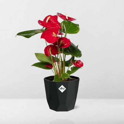 Kamerplant - Anthurium Red - Pot Ø 14cm