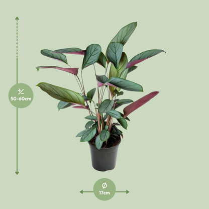 Kamerplant - Ctenanthe Setosa - Pot Ø 17cm Hoogte ↕ 60cm