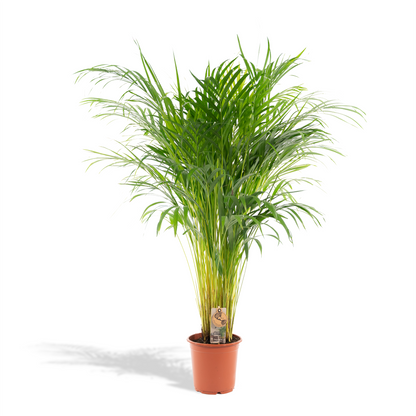 Kamerplant - Dypsis Lutescens (Areca Palm) - Hoogte ↕ 12-230cm