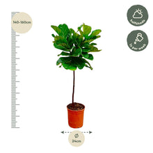 XL Kamerplant - Ficus Lyrata op stam - Pot Ø 24cm Hoogte ↕ 130cm