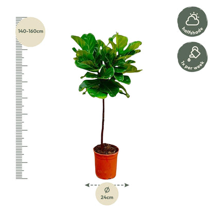 XL Kamerplant - Ficus Lyrata op stam - Pot Ø 24cm Hoogte ↕ 130cm