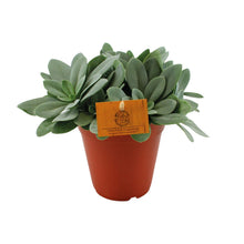 Kamerplant - Senecio Cephalophorus - Pot Ø 15cm Hoogte ↕ 25cm