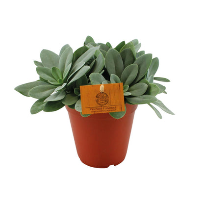 Kamerplant - Senecio Cephalophorus - Pot Ø 15cm Hoogte ↕ 25cm