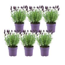 Buitenplant 6x Lavandula stoechas Anouk® - Bloeiend - Pot Ø 12cm