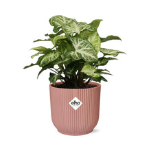 Kamerplant - Syngonium Arrow - Pot Ø 14cm