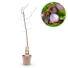 Buitenplant - Pruimenboom Prunus domestica Opal - Geel-rode vrucht - Pot Ø 21cm Hoogte ↕ 90cm