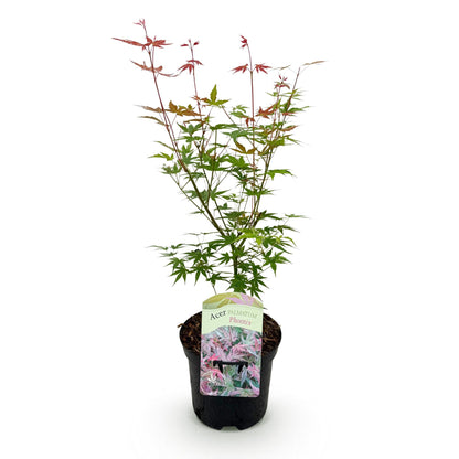 Buitenplant - Acer palmatum Phoenix - Winterhard - Pot Ø 19cm Hoogte ↕ 70cm