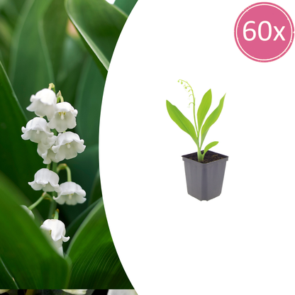 Buitenplant 60x Convallaria majalis - Bloeiend - Pot Ø 9cm Hoogte ↕ 10-25cm