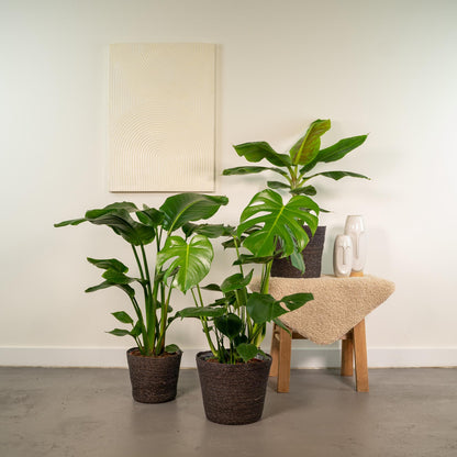 Kamerplant Set - Monstera Deliciosa + Musa Dwarf Cavendish + Strelitzia Nicolai + Mand Igmar