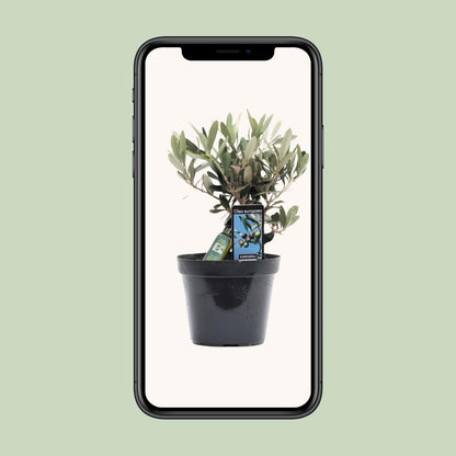 Kamerplant - Olea europaea (Olijfboom) - Pot Ø 13cm Hoogte ↕ 25cm