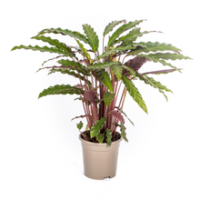 Kamerplant - Calathea Rufibarba - Pot Ø 17cm Hoogte ↕ 40-50cm