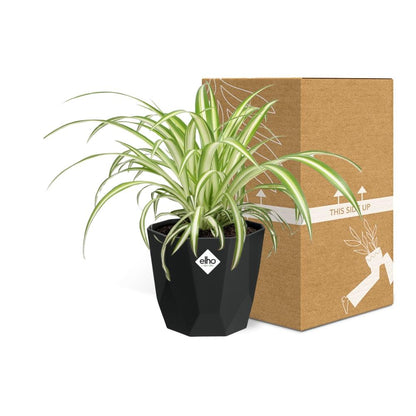 Kamerplant - Chlorophytum Comosum Variegatum - Pot Ø 14cm