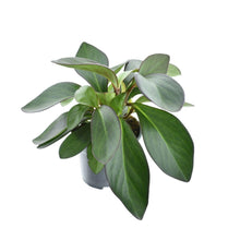 Kamerplant - Peperomia Red Margin - Pot Ø 14cm Hoogte ↕ 30cm