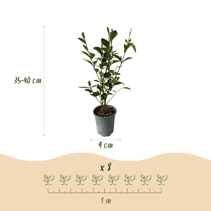 Buitenplant 8x Ligustrum ovalifolium - Groenblijvend - Pot Ø 9cm Hoogte ↕ 35-40cm
