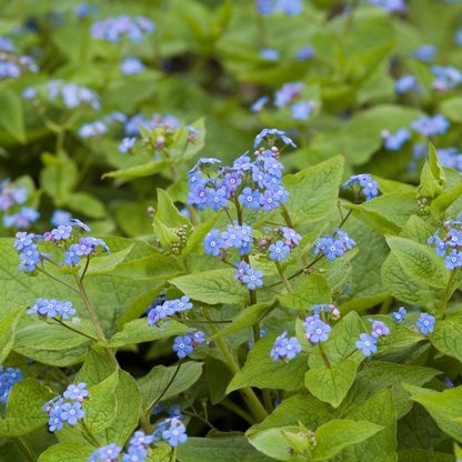 Buitenplant 24x Brunnera macrophylla - Pot Ø 9cm Hoogte ↕ 10-25cm