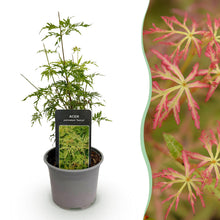 Buitenplant - Acer palmatum 'Seiryu' - Pot Ø 12cm Hoogte ↕ 35cm