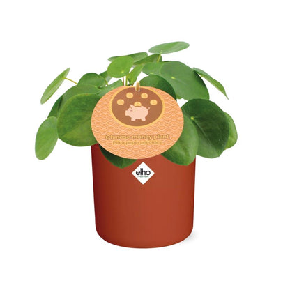 Kamerplant - Pilea Peperomioides - Met sierpot - Pot Ø 12cm