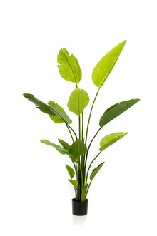 XL Kunstplant - Strelitzia Nicolai Paradijsvogelbloem - Hoogte ↕ 150cm