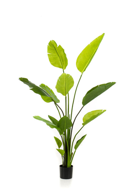 XL Kunstplant - Strelitzia Nicolai Paradijsvogelbloem - Hoogte ↕ 150cm