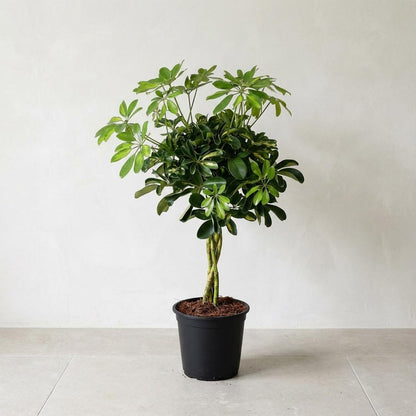 Kamerplant - Schefflera Gold Capella - Pot Ø 21cm Hoogte ↕ 75cm
