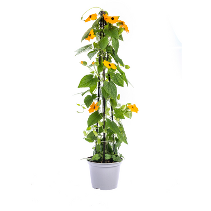 Buitenplant 4x Thunbergia Alata Sunny Susy New Orange - Bloeiend - Pot Ø 13cm Hoogte ↕ 60cm